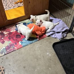 West Highland White Terrier Puppies from Must Love Westie Dogs