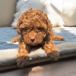 Cruz - Red  male Poodle puppy in Okc, Oklahoma from Diva’s Designer Dogs