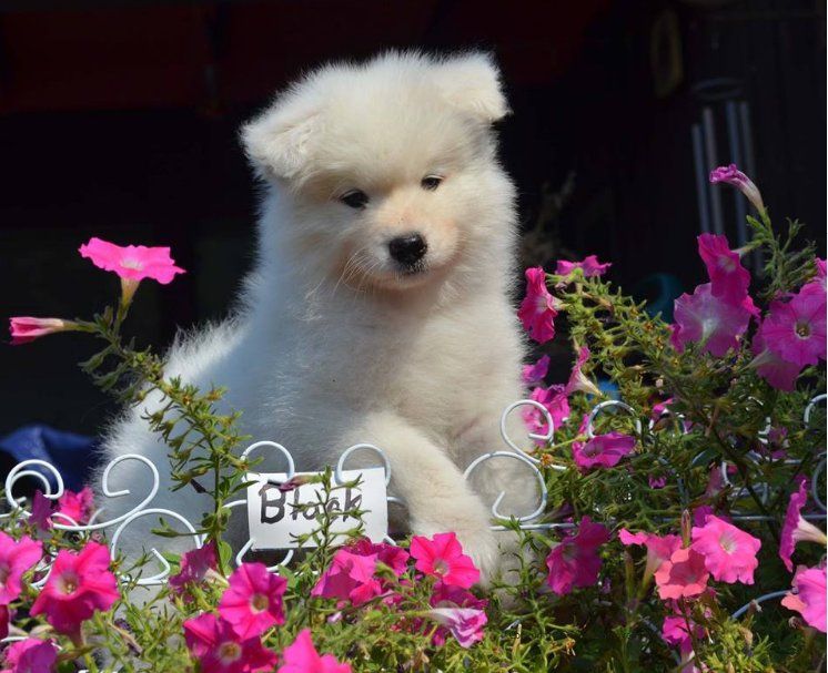 Silver store fox samoyeds