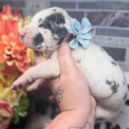 Mira - Harlequin female Great Dane puppy in Lehigh Acres, Florida from Florida Wrinkles
