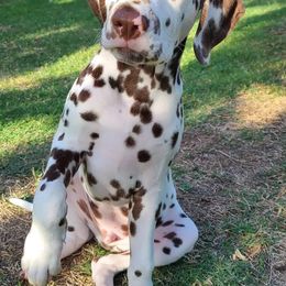 Dalmatian Puppies from Sublime Dalmatians