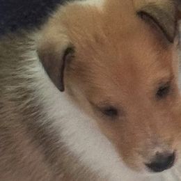 Boy 2 - Sable and white Collie puppy in Dacula, Georgia from Whitehall Collies