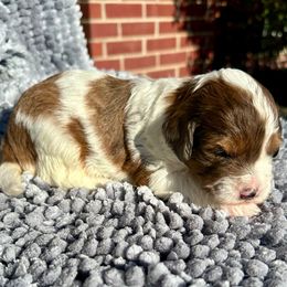 Terra - Merle female Bernedoodle puppy in Royse City, Texas from Platinum Bernedoodles of Texas