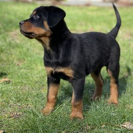 Rottweiler Puppies from Vom Hause Stan