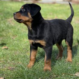 Rottweiler Puppies from Vom Hause Stan