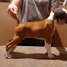 Boxer Puppies from Olympic Boxers