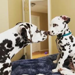 Dalmatian puppies from Hapi-Dal Dalmatians and Primetime Whippets