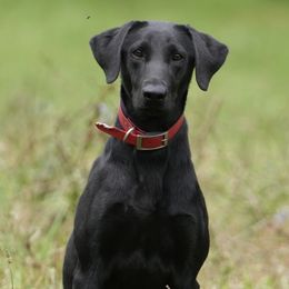 Shiloh - Labrador Retriever