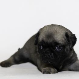 Moe (orange) - Fawn male Pug puppy in Hereford, Arizona from Broken Road Ranch Pugs