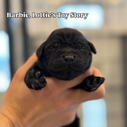 Barbie - Black female Labrador Retriever puppy in Owosso, Michigan from Bennington Retrievers
