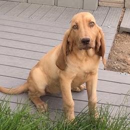 Pink girl - Red female Bloodhound puppy in Conway, Missouri from Ozark Mountain Kennel