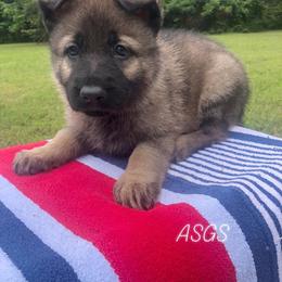 German Shepherd Puppies from Alte Schule Shepherds