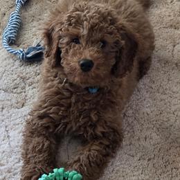 Goldendoodles from Ironstone Goldendoodles