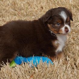Red Tri Male - Red tri male Miniature Australian Shepherd puppy in Lawton, Oklahoma from Lindsey’s Aussies