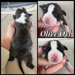 Olive Oyl - Black brindle female American Staffordshire Terrier puppy in Marietta, Georgia from Ambition Amstaffs