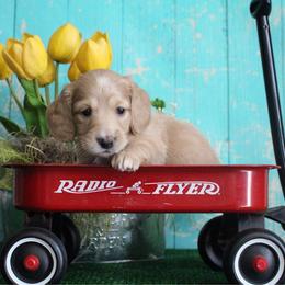 Tootie - Cream female Dachshund puppy in Pace, Florida from Shoebox Doxie’s