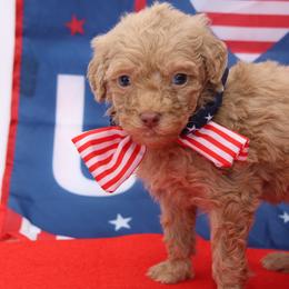 Mini Mouse - Brown female Bernedoodle puppy in Westminster, South Carolina from Goldendoodlepuppiessc