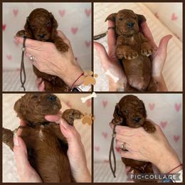 Noah - Red  male Poodle puppy in Mount Vernon, Illinois from AMC Poodles