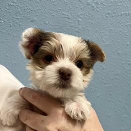 Yorkshire Terrier Puppies from Angel Spun Yorkies