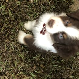 Miniature Australian Shepherd Puppies from 7UL Mini Aussies