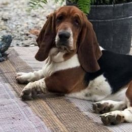 Basset Hounds from Hoosier Hounds