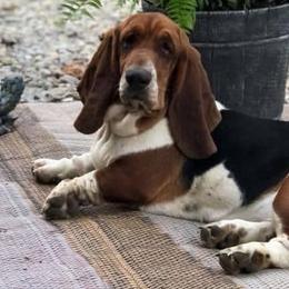 Basset Hounds from Hoosier Hounds
