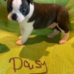 Daisy - Seal brindle and white female Boston Terrier puppy in Brown City, Michigan from Mae Boston Terriers