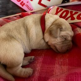 Redd - Yellow Labrador Retriever puppy in Knightdale, North Carolina from Four Belles Labradors