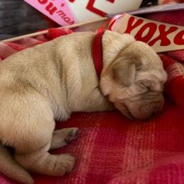 Redd - Yellow Labrador Retriever puppy in Knightdale, North Carolina from Four Belles Labradors