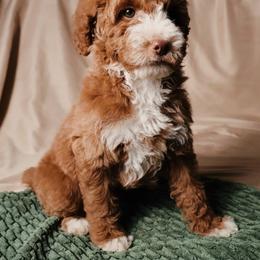 Roo (Red Collar) - Red  female Goldendoodle puppy in Palmetto Bay, Florida from SOMIDOODLES