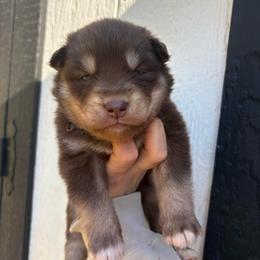 Blue - Red and white male Siberian Husky puppy in Jonesborough, Tennessee from Dry Creek Siberians