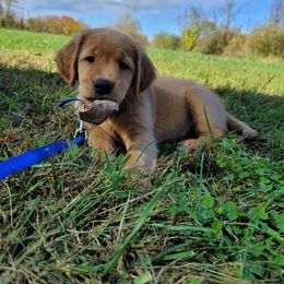 Golden Retriever Puppies from KNK Red Golden Retrievers