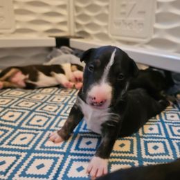 Fozzie - Black brindle and white male Miniature Bull Terrier puppy in Hollywood, Florida from Mini Bull Lane