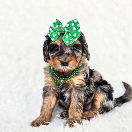 Ophelia - Merle female Bernedoodle puppy in Gaylord, Michigan from Dog Mom Co. Doodles