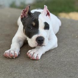Winx - Blue tri-color female American Bully puppy in Princeton, Texas from District 12 Kennels