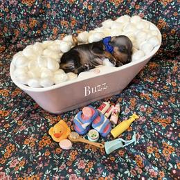 Buzz - male American Hairless Terrier puppy in Marietta, Georgia from Black Tie Danes and Sleek Society AHT