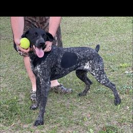 Rip - Black roan male German Shorthaired Pointer puppy in Kathleen, Florida from Alex Yates GSP's