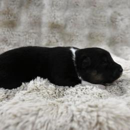 Lacey - Black tri-color female Australian Shepherd puppy in Wichita Falls, Texas from Spotted Mule Aussies