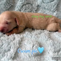 Cream pie - Cream male Dachshund puppy in New Mexico from Long Dog Ranch