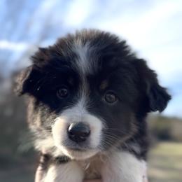 Luna - Girl 3 - Black & white female Miniature Australian Shepherd puppy in Murfreesboro, Tennessee from Norby's Mini Aussies