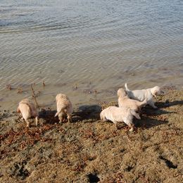 Golden Retriever Puppies from High Plains Goldens