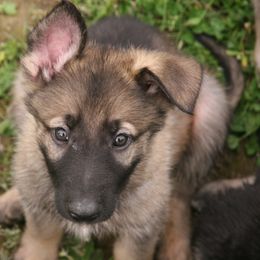 Shiloh Shepherd Puppies from Solace Shilohs