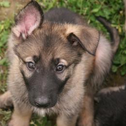 Shiloh Shepherd Puppies from Solace Shilohs