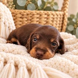 Chase- CKC Registration - Chocolate and tan male Dachshund puppy in Stoneville, North Carolina from Yadkin Valley Dachshunds