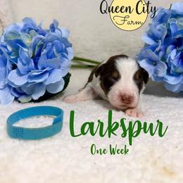 Larkspur - Red tri-color male Australian Shepherd puppy in Falmouth, Kentucky from Queen City Farm