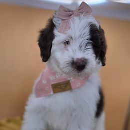 Zoe - Parti female Goldendoodle puppy in Decatur, Tennessee from Diamond's Doodles