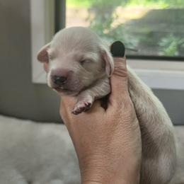 Boy 4 - male Dachshund puppy in Madison, Wisconsin from CC's Dachshunds