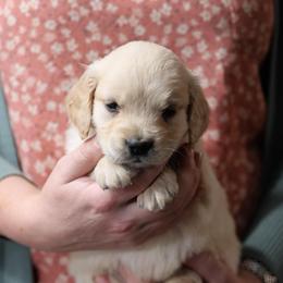 Sally - Golden female Golden Retriever puppy in Payette, Idaho from Stonewick Retrievers