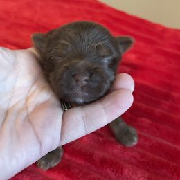 Karl - Chocolate and tan male Yorkshire Terrier puppy in Carleton, Michigan from Jo Smallwood