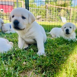 Labrador Retriever Puppies from Snowpeak English Labradors